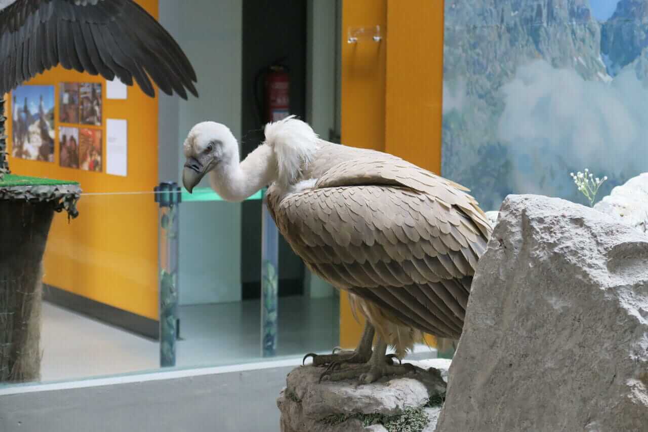 Bearded Vulture