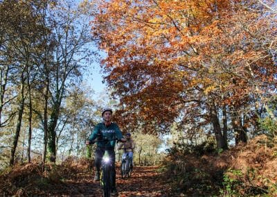 Bosque en otoño