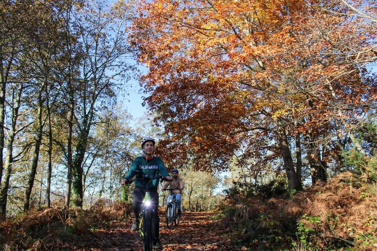 Bosque en otoño