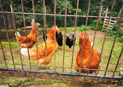 gallinas