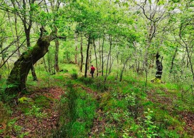 Bosque Siempreverde