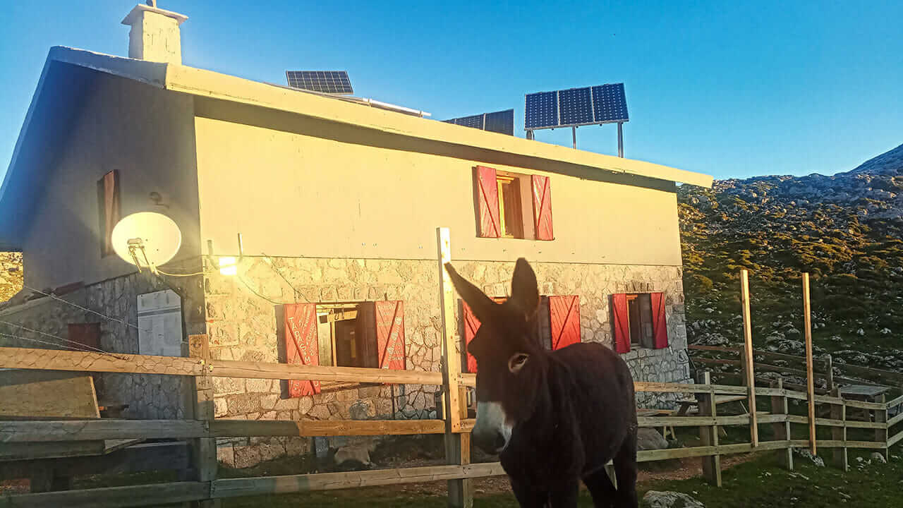 Vega Ario