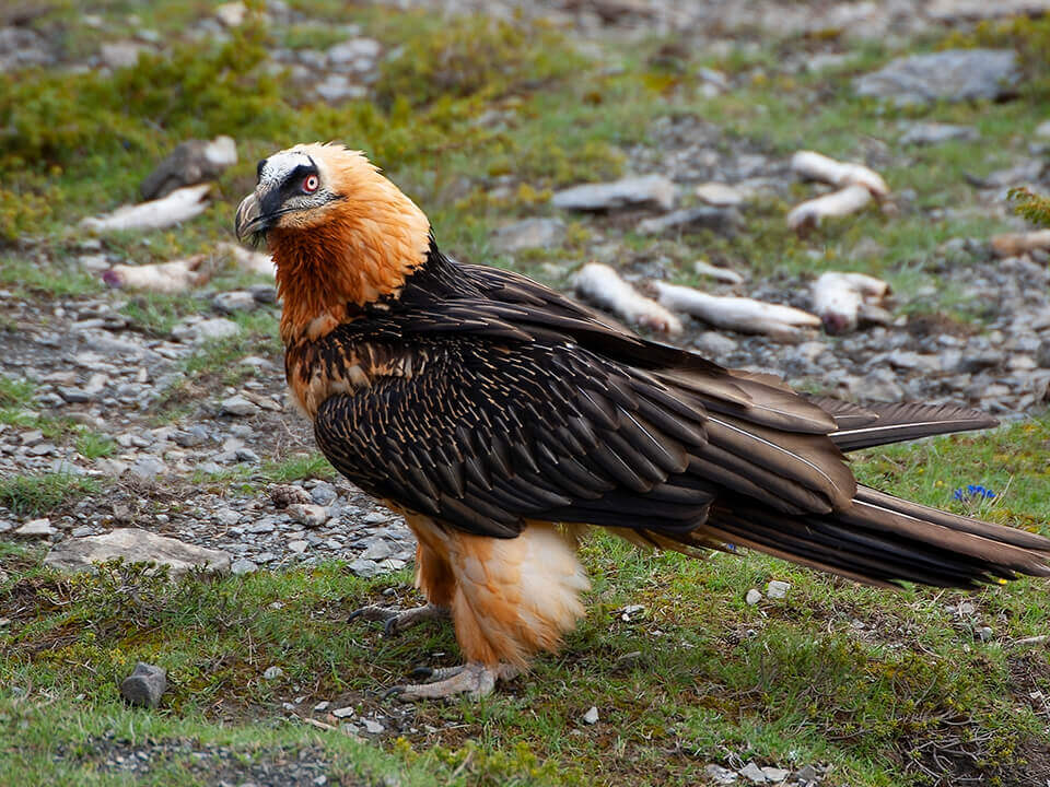 Bearded Vulture