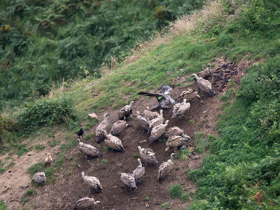 Vultures and Bearded Vultures eating