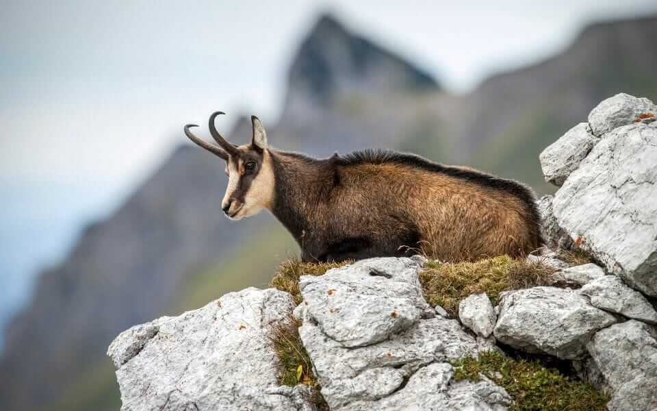 Chamois in Picos de Europa, Asturias