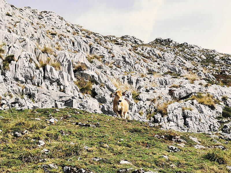 Vaca en los Picos de Europa