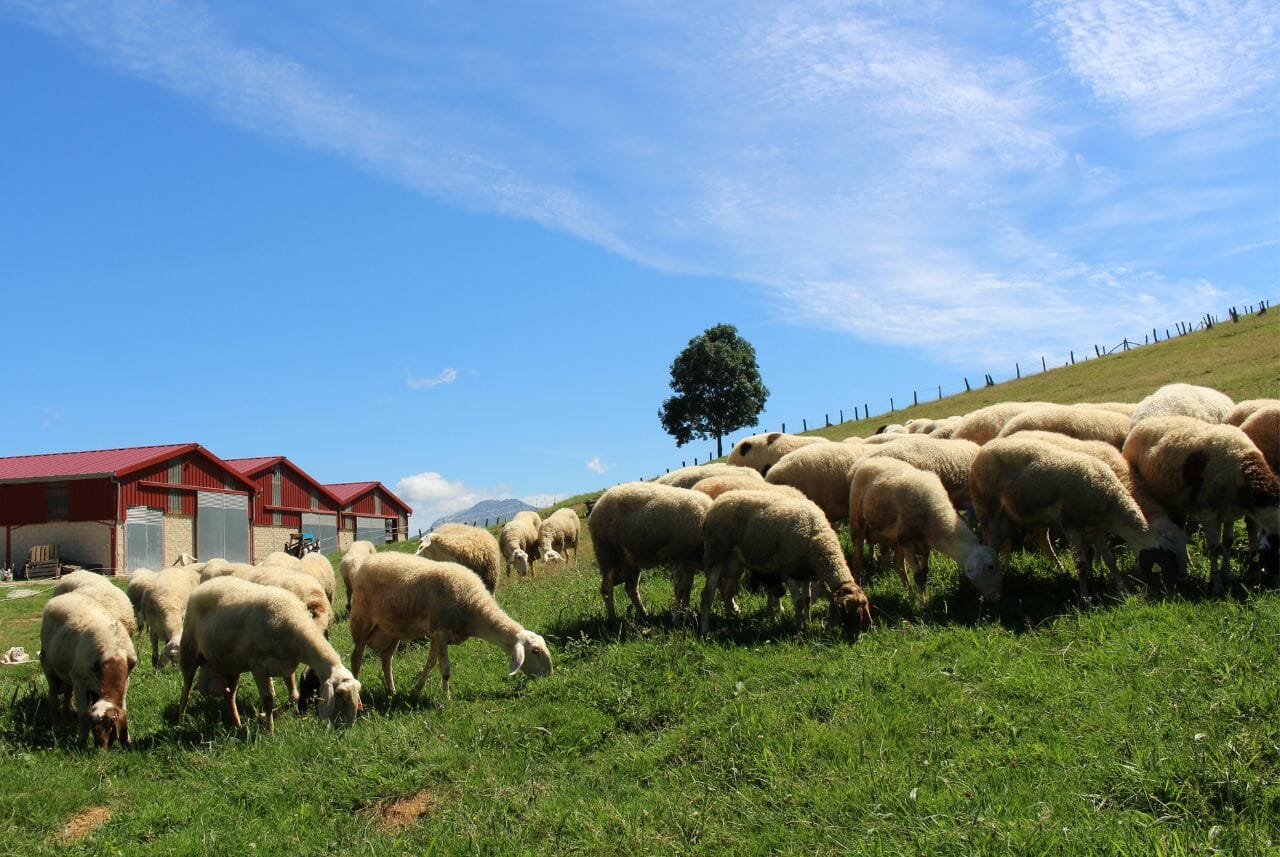 Gamonéu Cheese Route